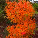 Cotinus coggygria 'Flame' automne P18